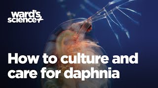 Caring and Culturing for Daphnia [upl. by Ravert244]