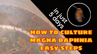 How to Culture Magna Daphnia Easily [upl. by Ativet]