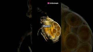 How to culture Daphnia for your Aquarium [upl. by Hildagarde]