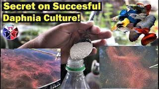 How to Culture Daphnia Successfully [upl. by Teerpnam245]