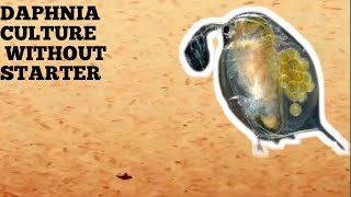 HOW TO CULTURE DAPHNIA NATURALLY WITHOUT A STARTER [upl. by Falcone]