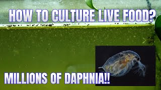 How to Culture Daphnia Secret Method to Breed MILLIONS  Simply Aquatic [upl. by Hebert]