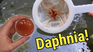 How I Culture Daphnia In Outdoor Tubs [upl. by Yauq]