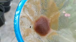 How to culture daphnia moina in a small container Part 1 English Subtitle [upl. by Yatnoed]