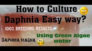 Daphnia MagnaHow to Culture Daphnia Easy wayCulturing Daphnia using Green water Daphnia [upl. by Jolanta]