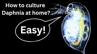 BEST Live Fish Food Beginner guide How to Culture Daphnia at home [upl. by Eiramrefinnej]