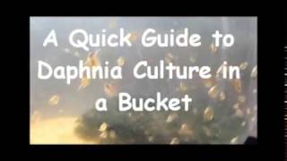 How to culture daphnia outside [upl. by Eiramnaej]