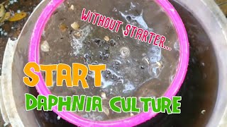 How to culture daphnia moina the easy way 1  Starting the Daphnia culture [upl. by Legna]