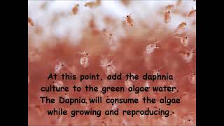 Daphnia  How to grow daphnia in your home [upl. by Gnagflow729]