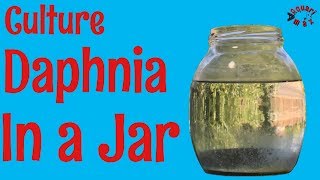 How to Culture Daphnia in a Jar [upl. by Fitalludba]