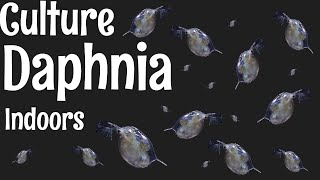 How to Culture Daphnia [upl. by Pufahl]