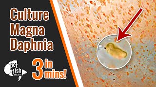 How to culture DAPHNIA MAGNA  The easy way [upl. by Veradia]