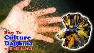 How to Culture Daphnia with ZERO Cost  Unlimited Live Food For Our Fish [upl. by Krigsman468]