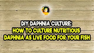 DIY Daphnia Culture How to Culture Nutritious Daphnia as Live Food for Your Fish [upl. by Dorey]