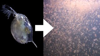 How I Culture Daphnia [upl. by Crispas]