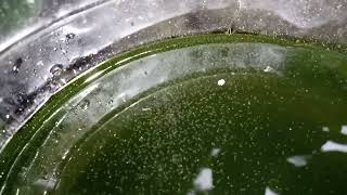 DAPHNIA MOINA CULTURE IN A SMALL BUCKET [upl. by Ititrefen504]