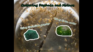 How To Culture Daphnia and Moinas using Green Water Spirulina powder [upl. by Meri]