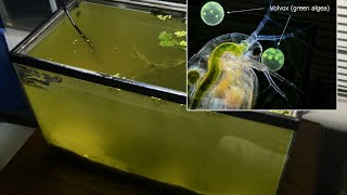 Raising Daphnia for the Freshwater Aquarium [upl. by Rolph]