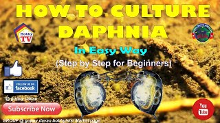 HOW TO CULTURE DAPHNIA In Easy Way [upl. by Julie787]